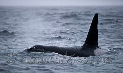 BB 13 0003 / Orcinus orca / Spekkhogger